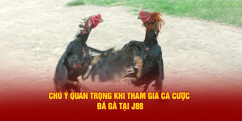 Chú ý quan trọng khi tham gia cá cược đá gà tại J88