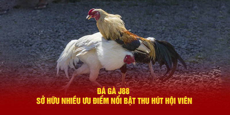 Đá gà J88 sở hữu nhiều ưu điểm nổi bật thu hút hội viên