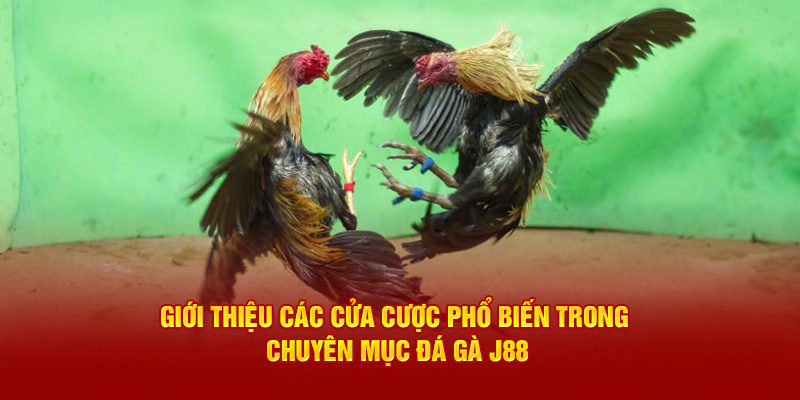 Giới thiệu các cửa cược phổ biến trong chuyên mục đá gà J88