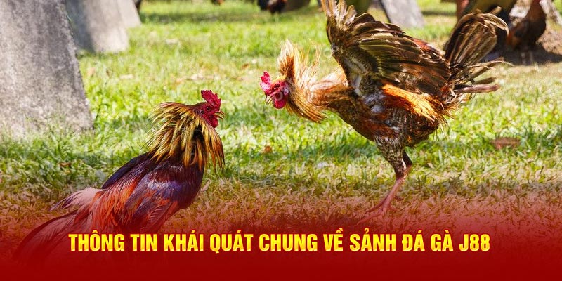 Thông tin khái quát chung về sảnh đá gà J88